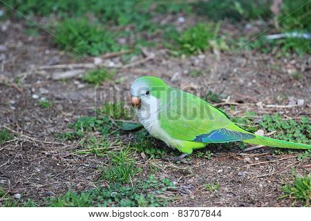 Green-rumped Parrotlet