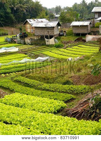 Vegetable Garden