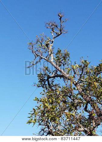 Tree And Sky