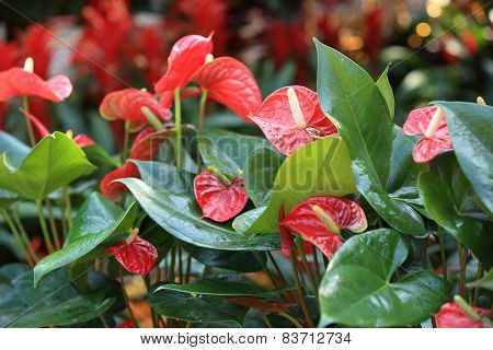 red anthurium flower in botanic garden (anthurium andraeanum, araceae orarum)