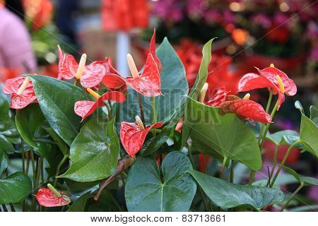 red anthurium flower in botanic garden (anthurium andraeanum, araceae orarum)