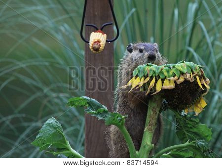Groundhog eating sunflower
