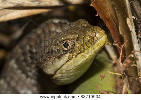 Peeking Lizard