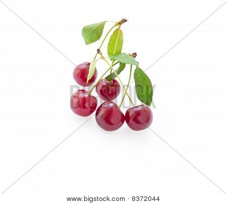 Cherry