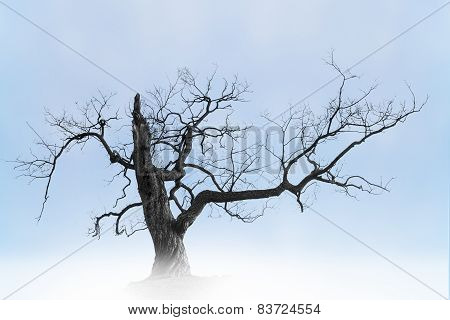 Old Bare Tree