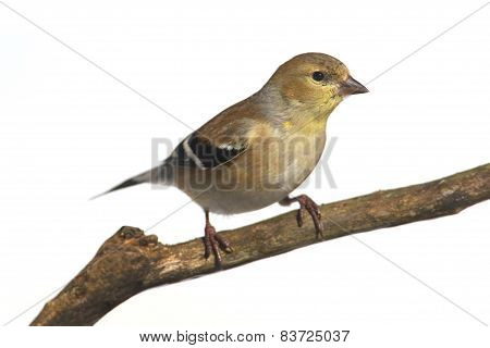 American Goldfinch (carduelis Tristis)