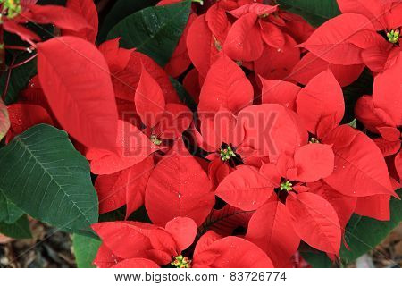 poinsettia Christmas flower