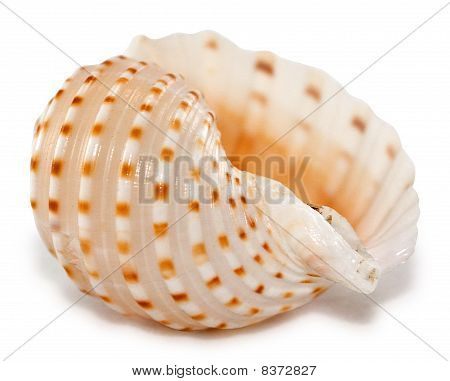 Shell
