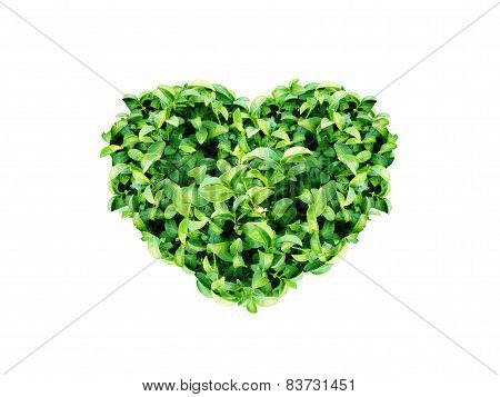 heart leaf tea