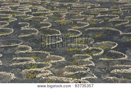 Vineyards At La Geria Valley, Lanzarote Island, Canary Islands, Spain