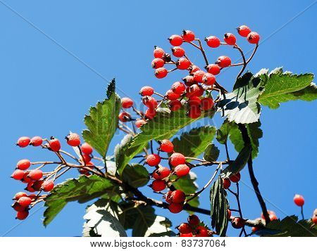 Red Berries On The Tree In Sky Background