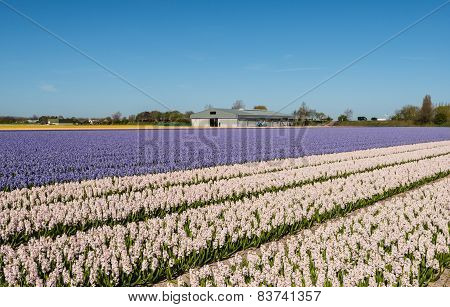 Blooming Hyacinths In The Field Of A Nursery