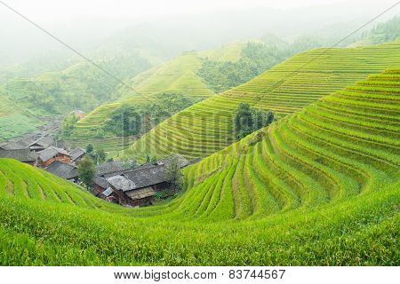 Rice terraces and traditional village