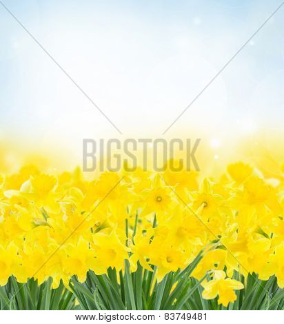 spring narcissus garden