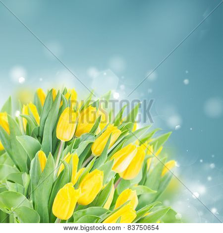 spring narcissus garden