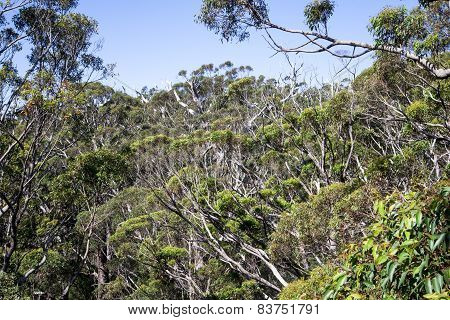 A view of the giant trees in Tree Top Walk in Walpole