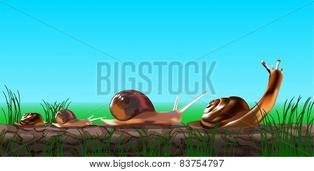 Group Of Snails