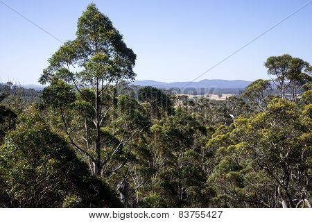 A giant tingle trees landscape from a Tree Top Walk bridge in Walpole-Nornalup National Park