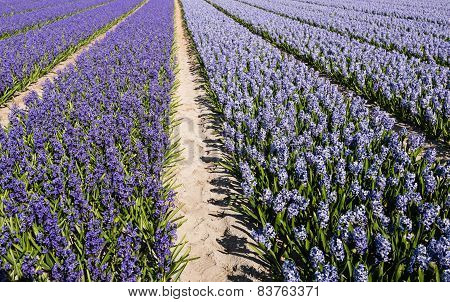 Blooming Hyacinths In The Field Of A Nursery