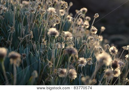 flowers and sunlight.