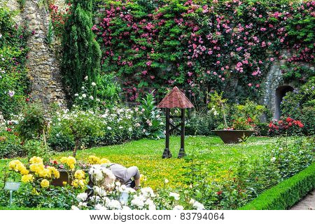Rose Garden in the castle of Eltville am Rhein, Germany