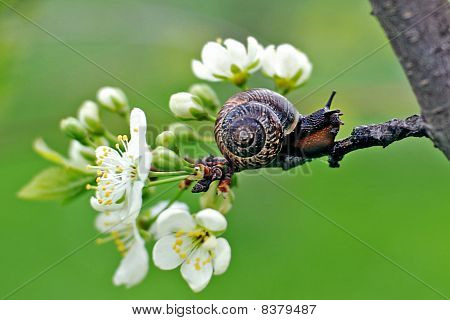 Una lumaca su un albero fiorito