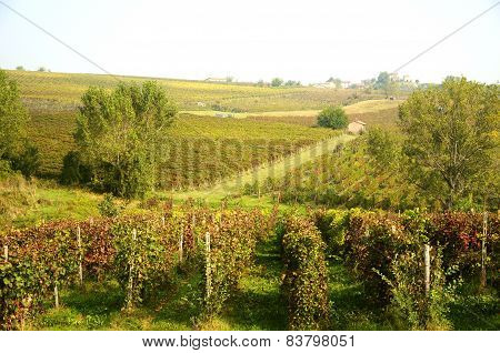Harvest in October Oltrepo Pavese italy