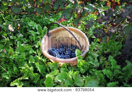 Harvest in October Oltrepo Pavese
