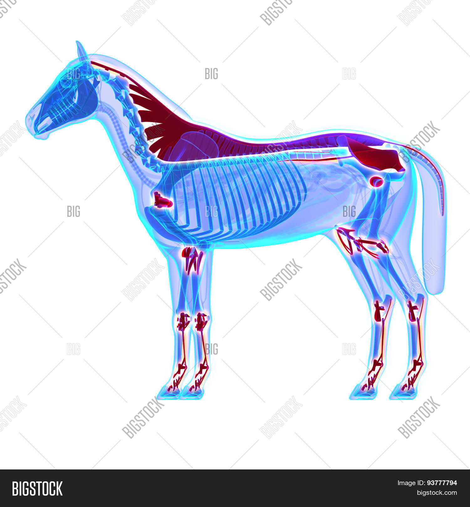 Horse Ligaments Joints Image & Photo (Free Trial) Bigstock