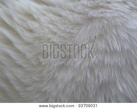 White Fur