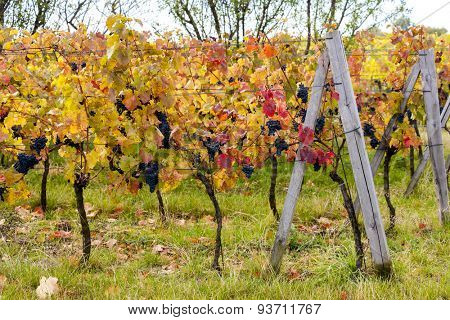 blue grapes in vineyard near Palava, Southern Moravia, Czech Republic