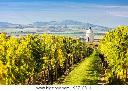 chapel with vineyard near Velke Bilovice, Czech Republic