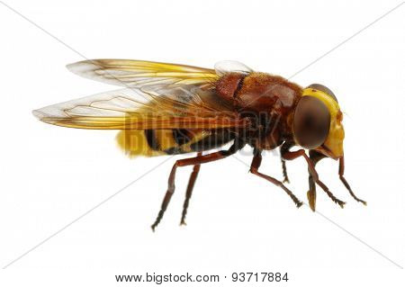 Horsefly isolated on white