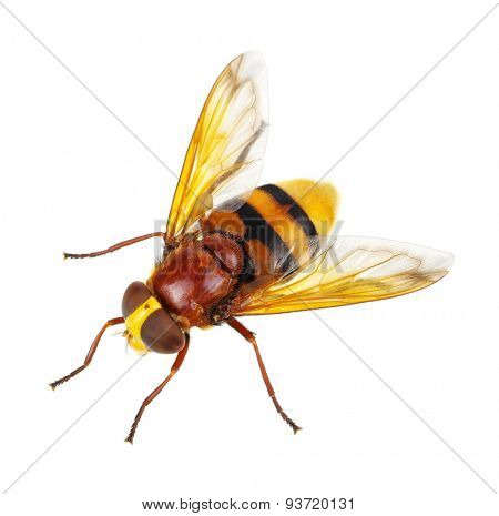 Horsefly isolated on white