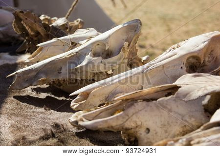 Cow Skulls Lying On Animal Furs