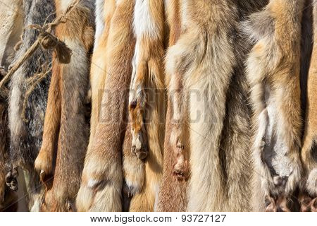 Pelts Of Fur Animals Hang On Rope