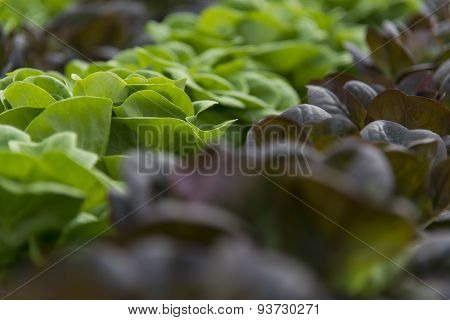 Lettuce crops in greenhouse