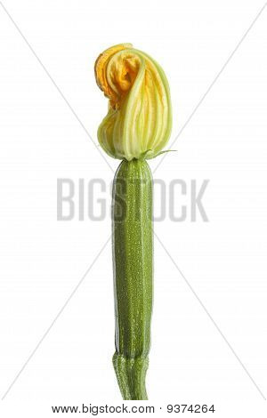 Zucchine con un fiore giallo