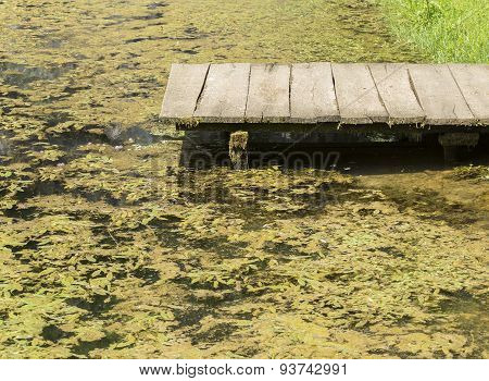 Water With Algae