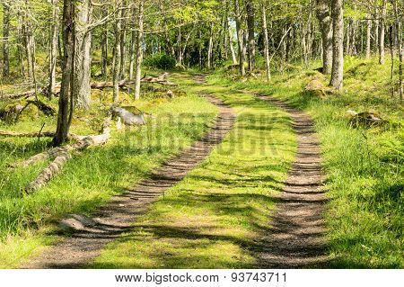 Lane In Forest