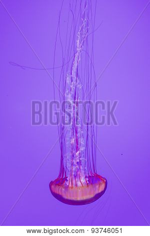 Beautiful Pacific Sea Nettle