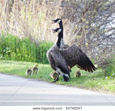 The Canada geese are defending their children