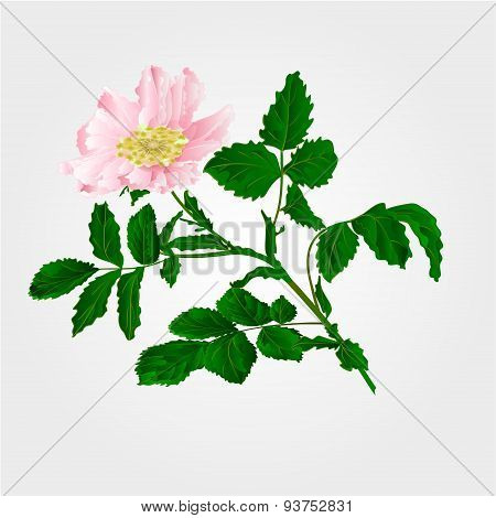 Flower Eglantine Vector