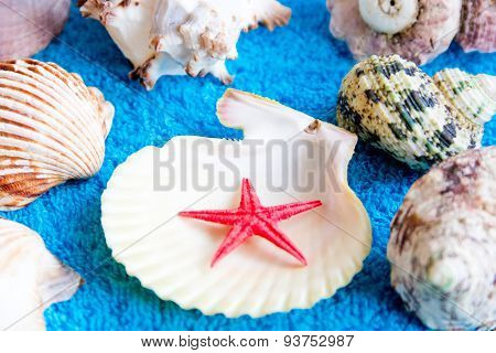 Seashells