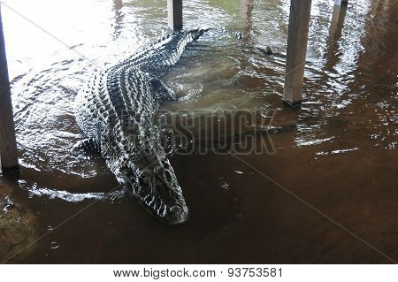 Black Caiman At Madidi National Park, Bolivia