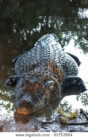 Caiman (caimaninae) At Madidi National Park, Bolivia