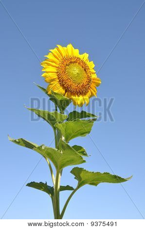 Girasole