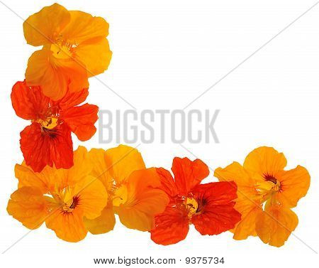 Floral ramme