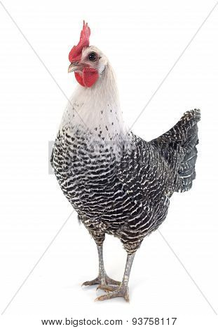 Braekel Chicken
