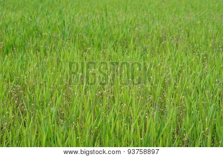 Sown Fields , Southern Bohemia